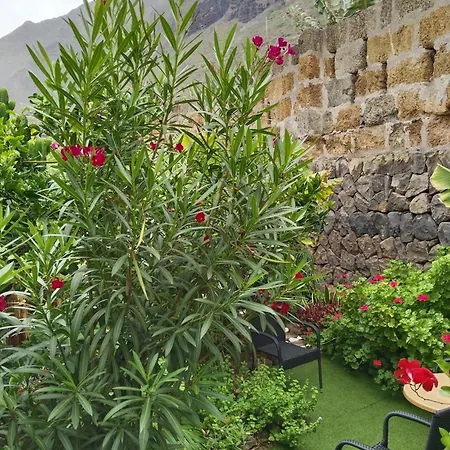 Flor De Platanero * 加拉奇科