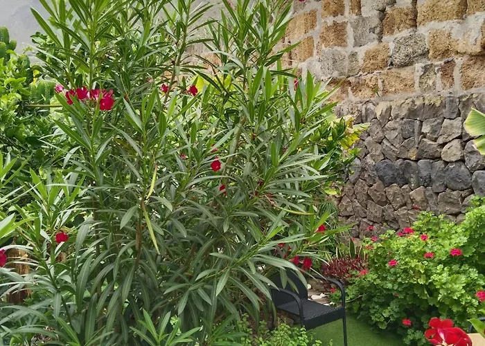 Flor De Platanero * 加拉奇科