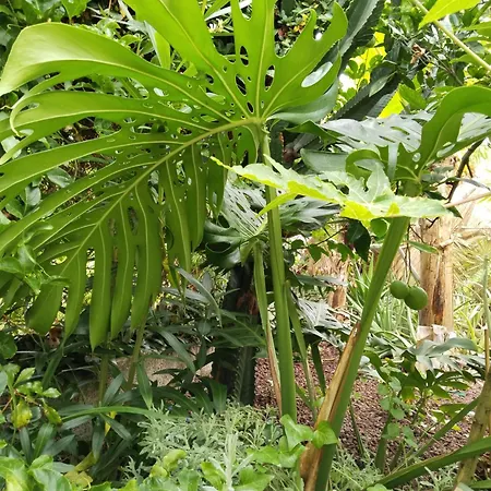 Flor De Platanero * ガラチコ