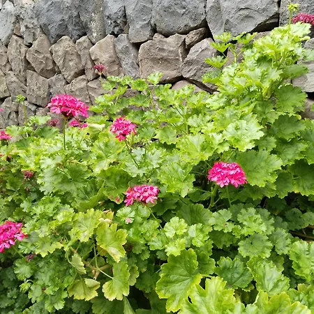 Flor De Platanero Chalé Garachico (Tenerife)