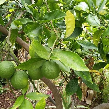 Flor De Platanero Chalé Garachico (Tenerife)